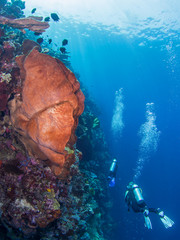 Wall dive Bunaken