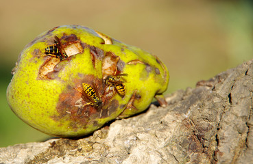 Wasps eating fallen green pears