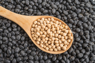 Gelbe und schwarze Sojabohnen