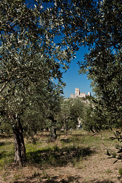 Assisi, paesaggio con la Rocca Maggiore vista da un uliveto
