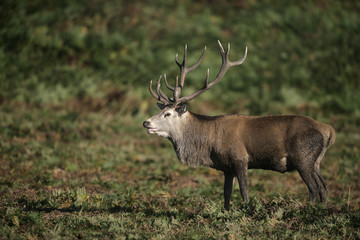 Fototapeta premium Red deer, Cervus elaphus
