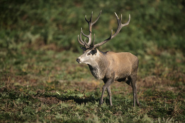 Red deer, Cervus elaphus