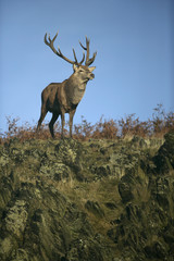 Red deer, Cervus elaphus