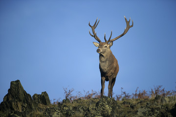 Red deer, Cervus elaphus