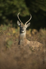 Red deer, Cervus elaphus