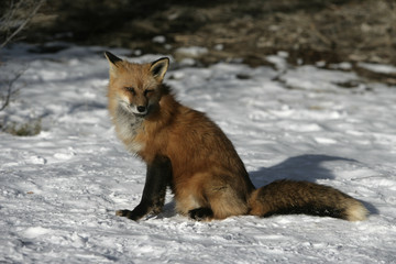 Red fox, Vulpes vulpes