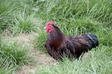 Red pekin
