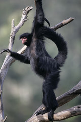 Red-faced spider monkey, Ateles paniscus