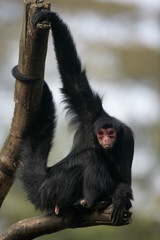 Naklejka premium Red-faced spider monkey, Ateles paniscus