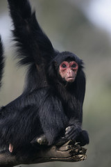 Red-faced spider monkey, Ateles paniscus
