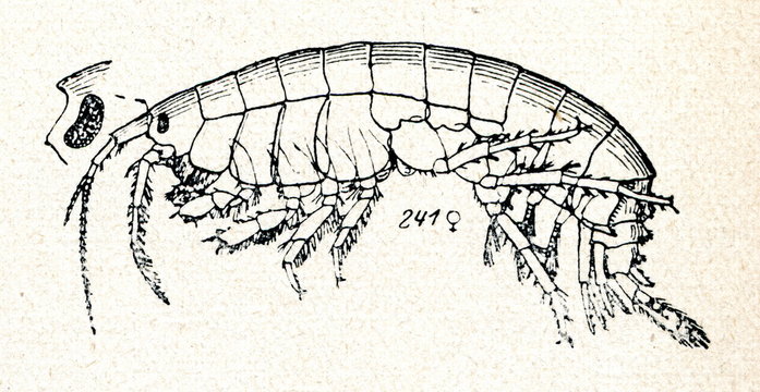 Amphipod crustacean Gammarus locusta