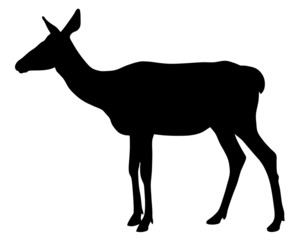 Roe