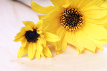 Fototapeta na wymiar gelbe Blumen auf einem Holzbrett