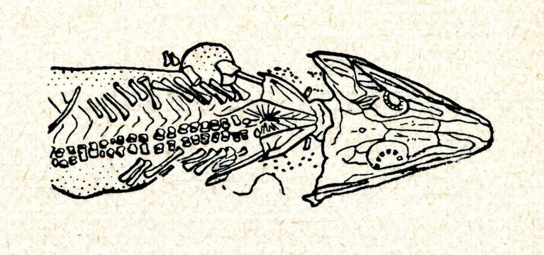 Fossil of Archegosaurus