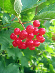 Viburnum bunch against green leaves background