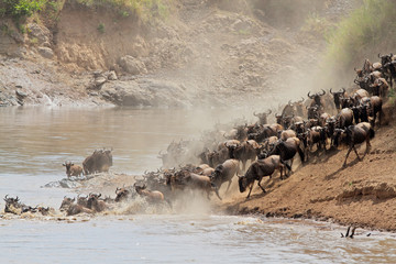 Wildebeest migration, Mara river