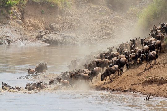 Wildebeest Migration, Mara River