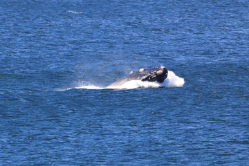 Fototapeta premium Springender Südlicher Glattwal