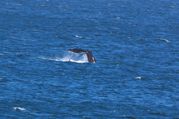 Fototapeta premium Abtauchender Südlicher Glattwal