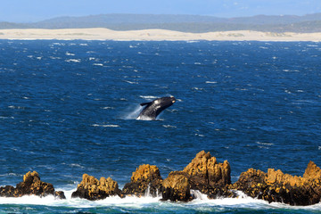 Obraz premium Skaczący prawy wieloryb południowy
