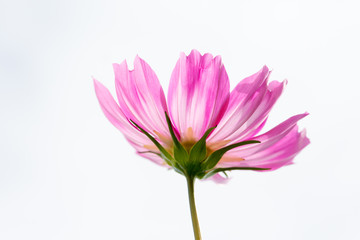 Fleur rose et blanche de cosmos