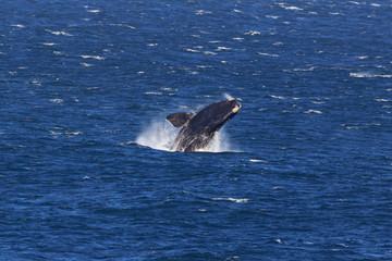 Fototapeta premium Springender Südlicher Glattwal
