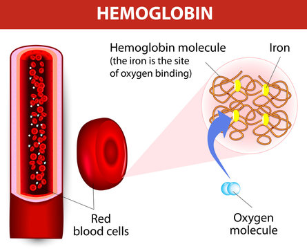 molecule haemoglobin