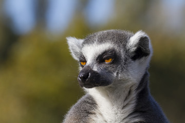 Ring-tailed lemur  (Lemur catta)