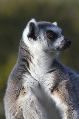 Ring-tailed lemur  (Lemur catta)