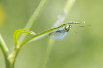 Fototapeta na wymiar Lacewing