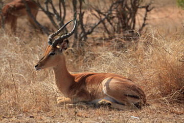 Impala