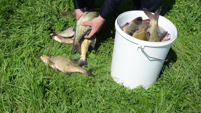 man handles large fish tench perch in a bucket