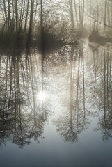 Trees Reflected in Still, Misty Lake.