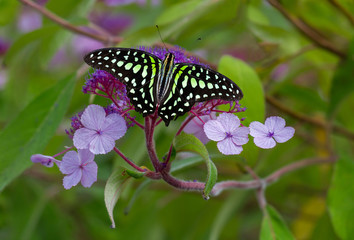 Green Butterfly
