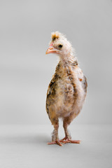 little chick