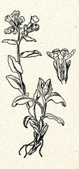 Lungwort (Pulmonaria officinalis)