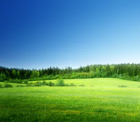 Gordijnen grasveld en perfecte lucht © Iakov Kalinin