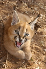 Portrait of a baby Caracal