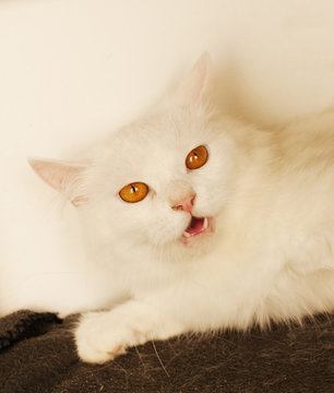 Angry cat