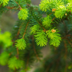 Fototapeta premium pine tree branches