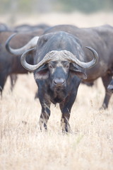 Portrait of a African Buffalo