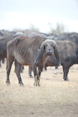 Buffalo with deformed horns