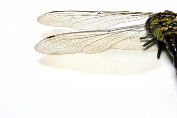 Dragonfly, wings on a white background