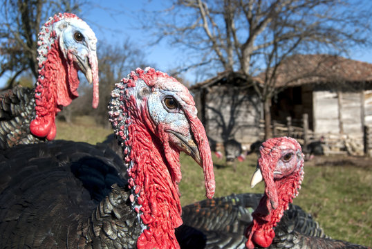 Free range domestic turkey head in mountain farmyard closeup