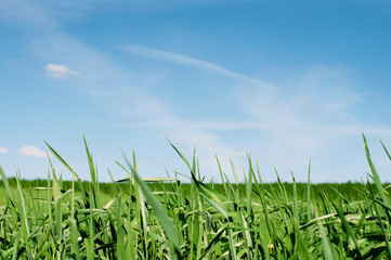 Green wheat field in the spring