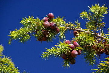 Wacholder -juniper 02