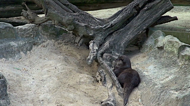 group of otters playing