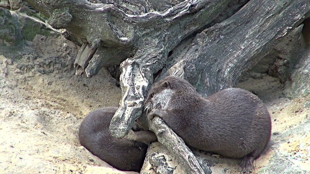 group of otters playing