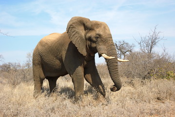 Fototapeta na wymiar Portrait of an African elephant