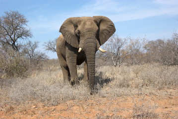 Fototapeta premium Portret słonia afrykańskiego